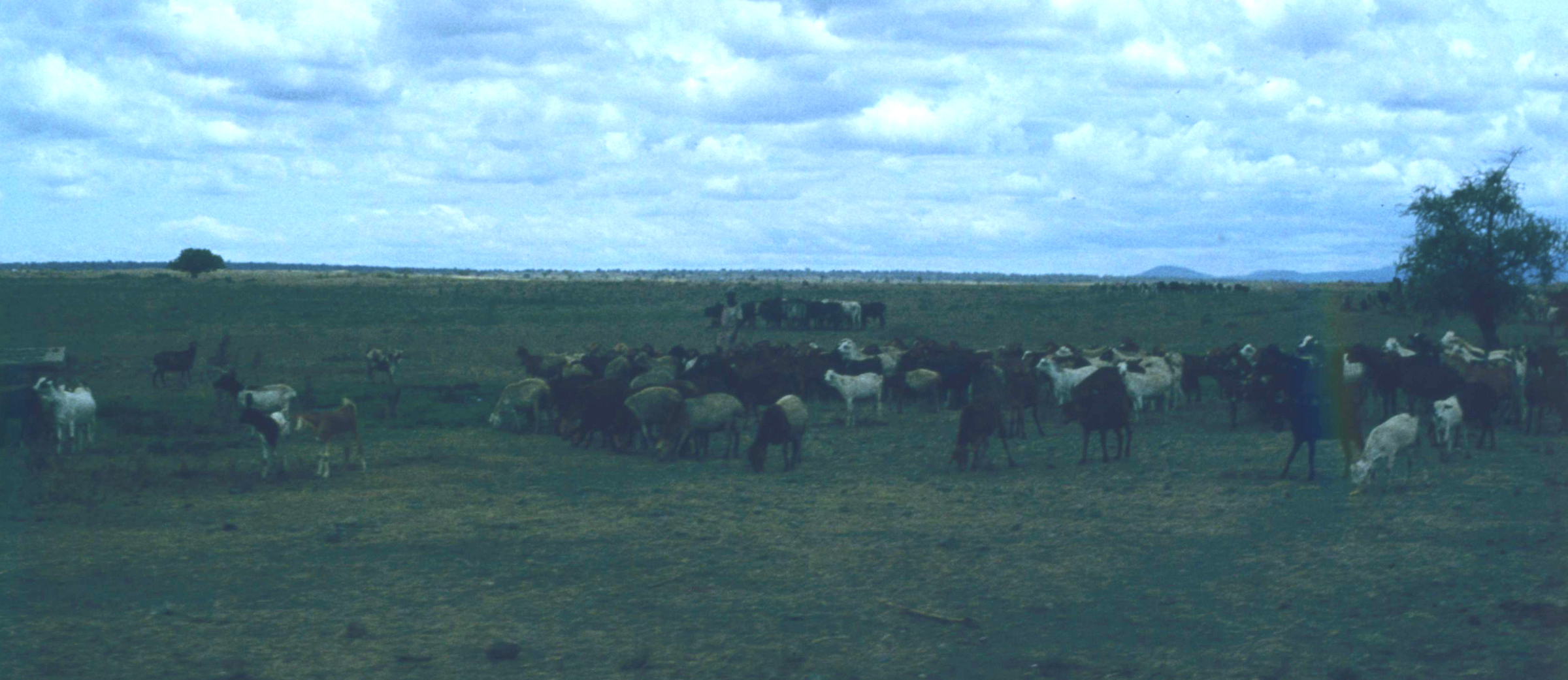 Danske køer på savannen